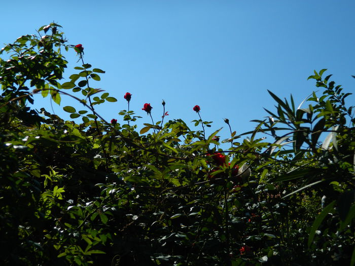 DSCN0347 - 2015_OCTOMBRIE