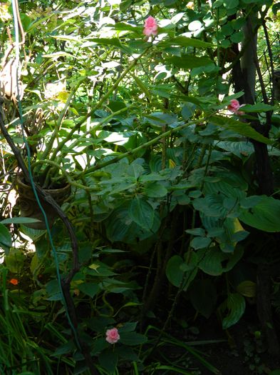 DSCN0357 - 2015_OCTOMBRIE