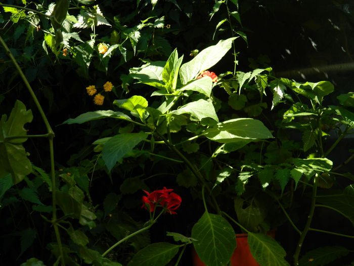 DSCN0358 - 2015_OCTOMBRIE