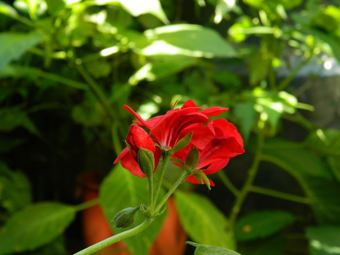 DSCN0359 - 2015_OCTOMBRIE