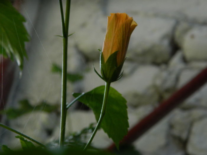 DSCN0368 - 2015_OCTOMBRIE