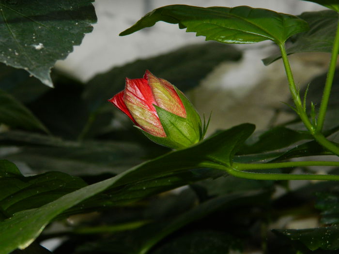 DSCN0369 - 2015_OCTOMBRIE