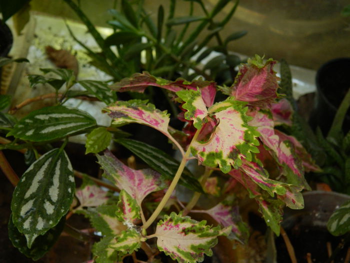 DSCN0371 - 2015_OCTOMBRIE