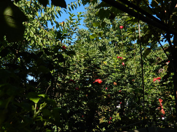 DSCN0372 - 2015_OCTOMBRIE