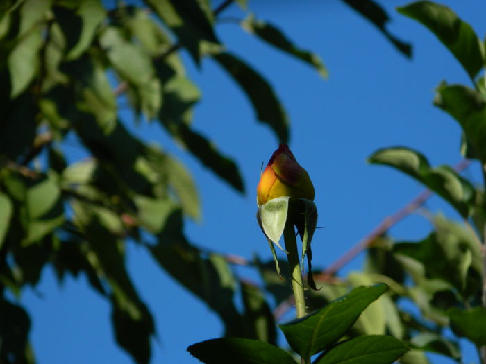 DSCN0373 - 2015_OCTOMBRIE