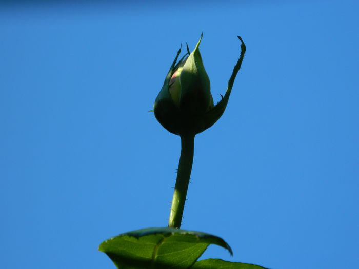 DSCN0375 - 2015_OCTOMBRIE