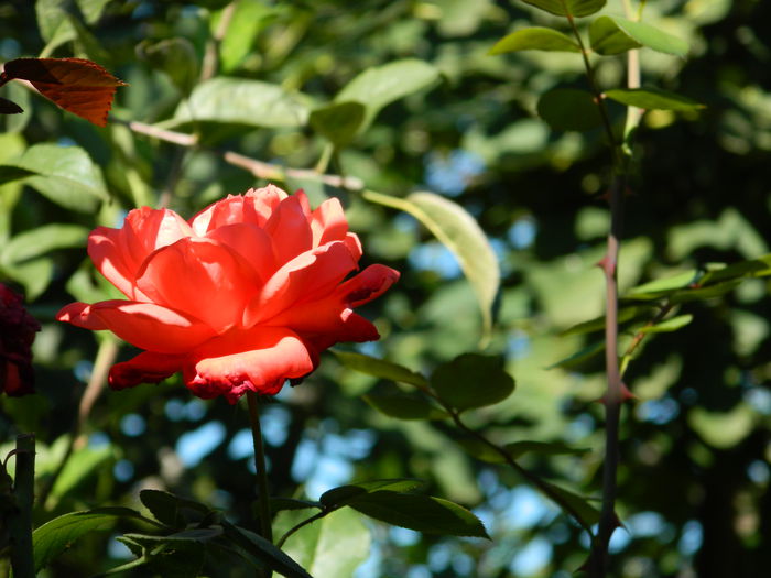 DSCN0379 - 2015_OCTOMBRIE