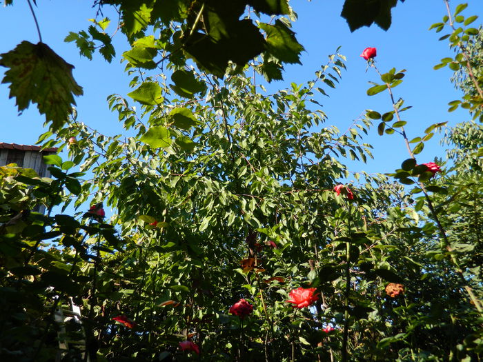 DSCN0381 - 2015_OCTOMBRIE