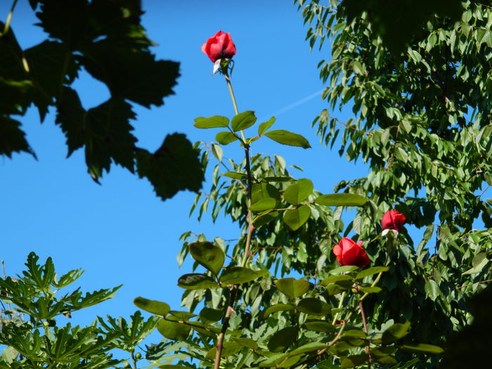 DSCN0387 - 2015_OCTOMBRIE