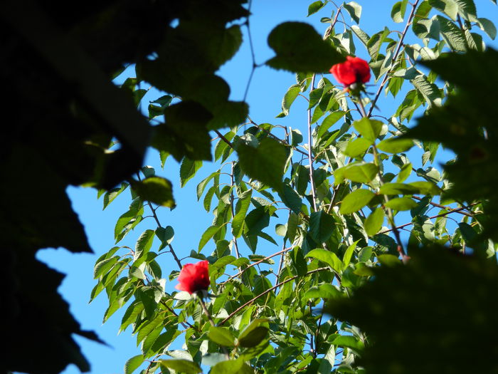 DSCN0388 - 2015_OCTOMBRIE