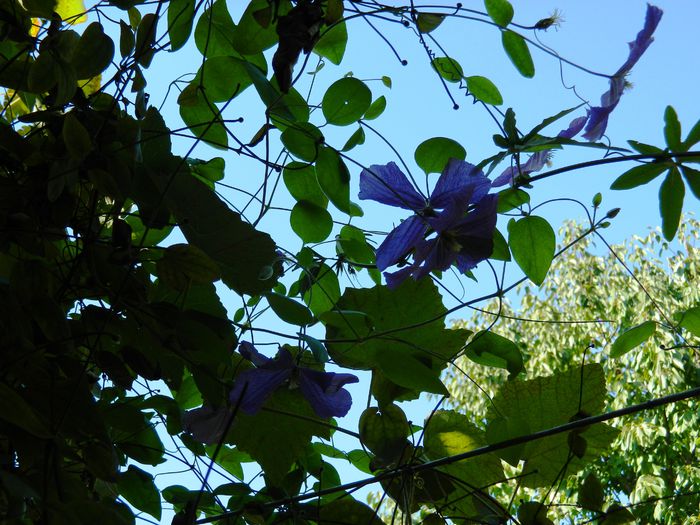 DSCN0390 - 2015_OCTOMBRIE