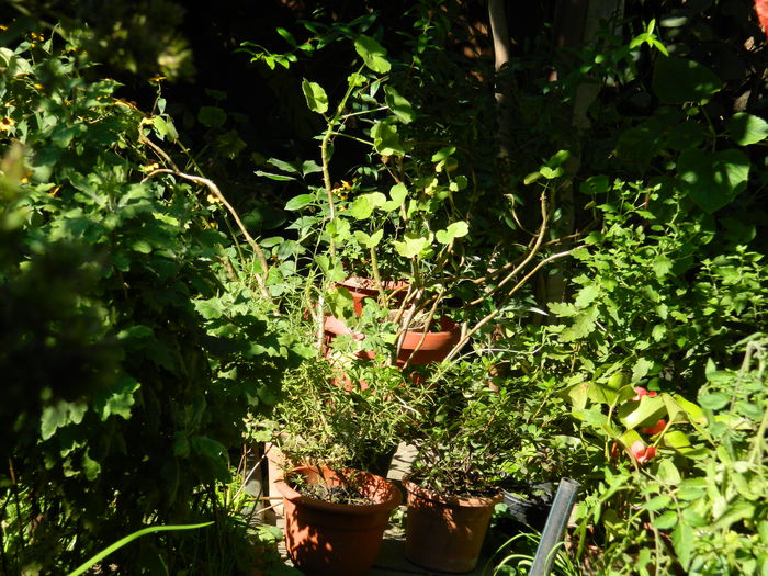 DSCN0391 - 2015_OCTOMBRIE