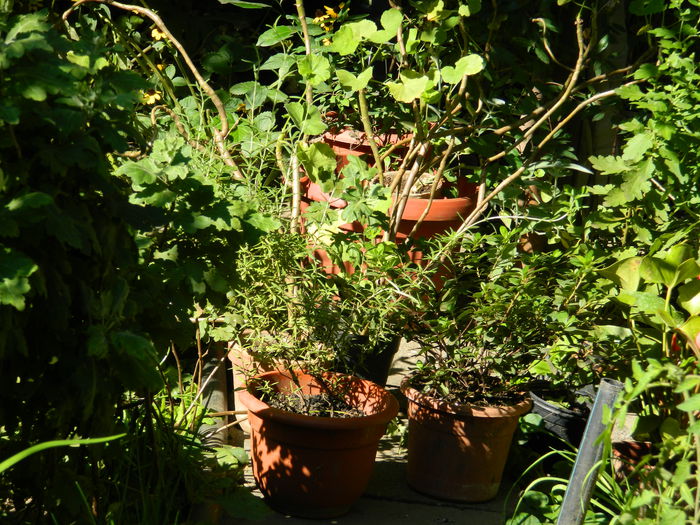 DSCN0392 - 2015_OCTOMBRIE