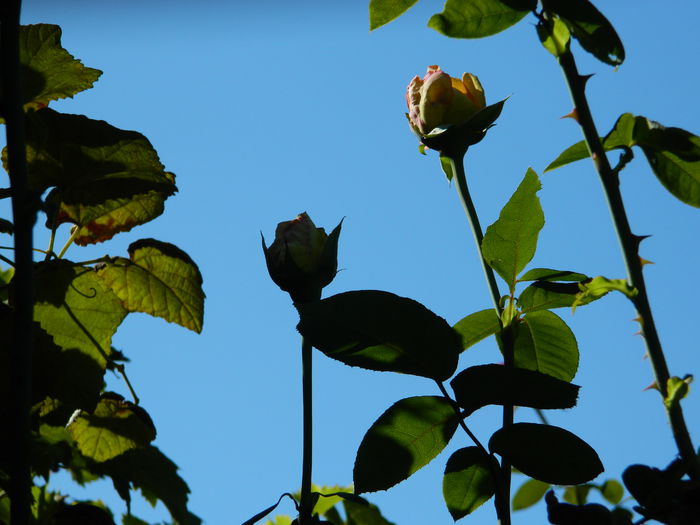 DSCN0393 - 2015_OCTOMBRIE