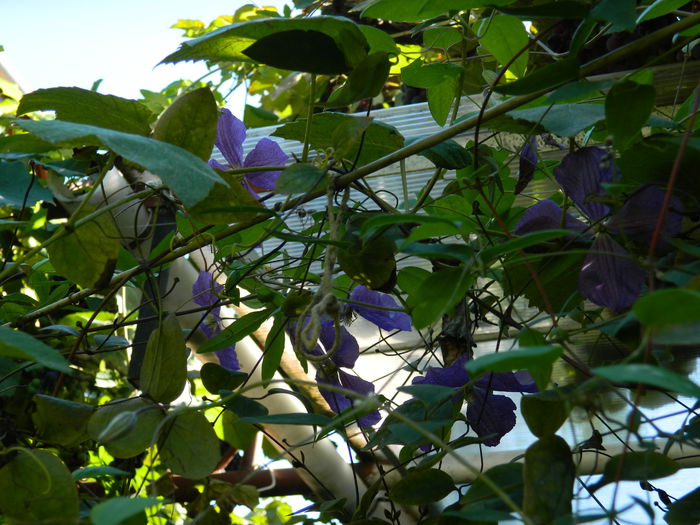 DSCN0395 - 2015_OCTOMBRIE