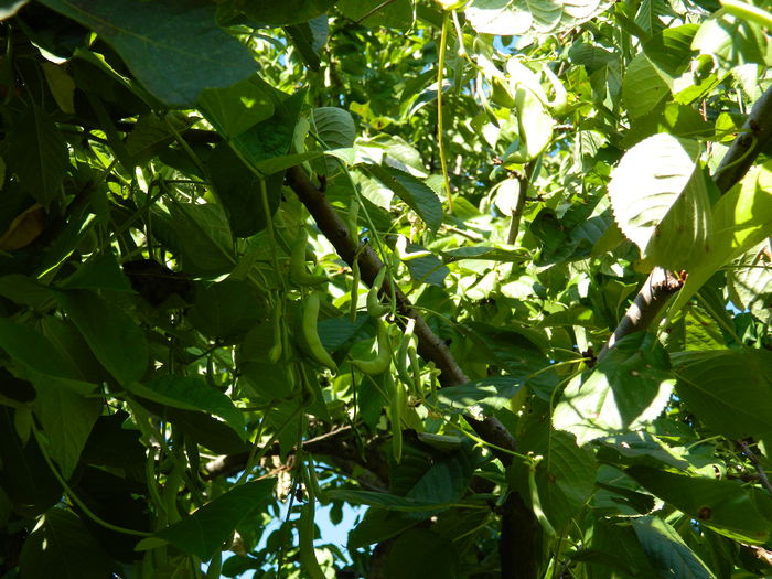 DSCN0398 - 2015_OCTOMBRIE