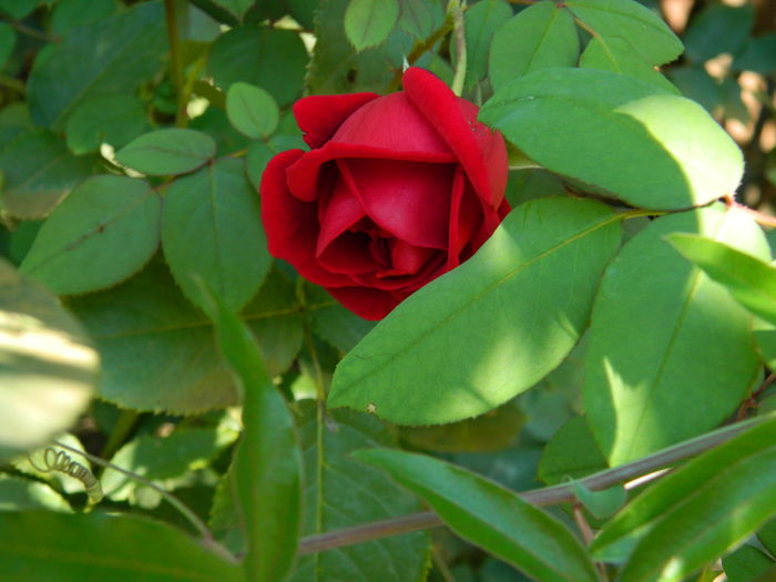 DSCN0403 - 2015_OCTOMBRIE