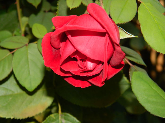 DSCN0404 - 2015_OCTOMBRIE