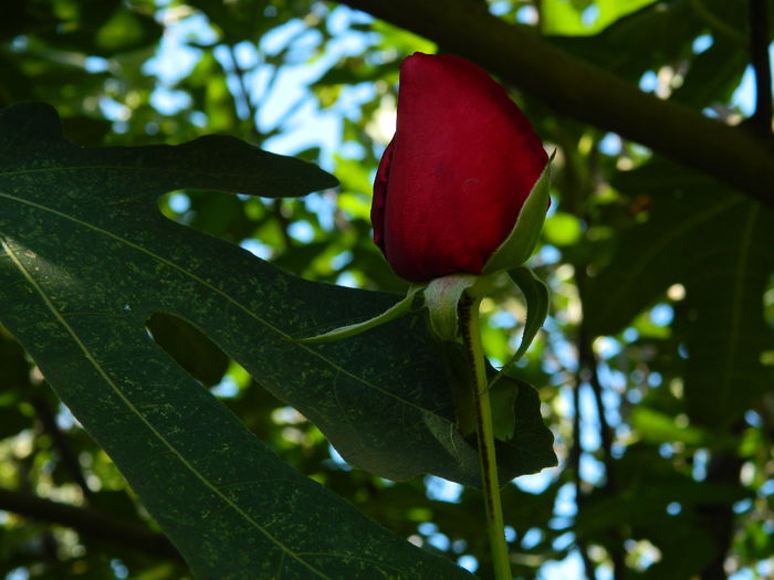 DSCN0409 - 2015_OCTOMBRIE