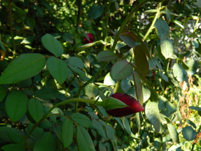 DSCN0410 - 2015_OCTOMBRIE