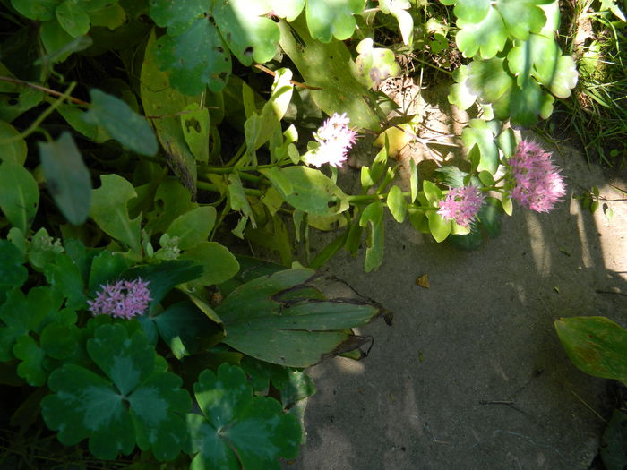 DSCN0411 - 2015_OCTOMBRIE