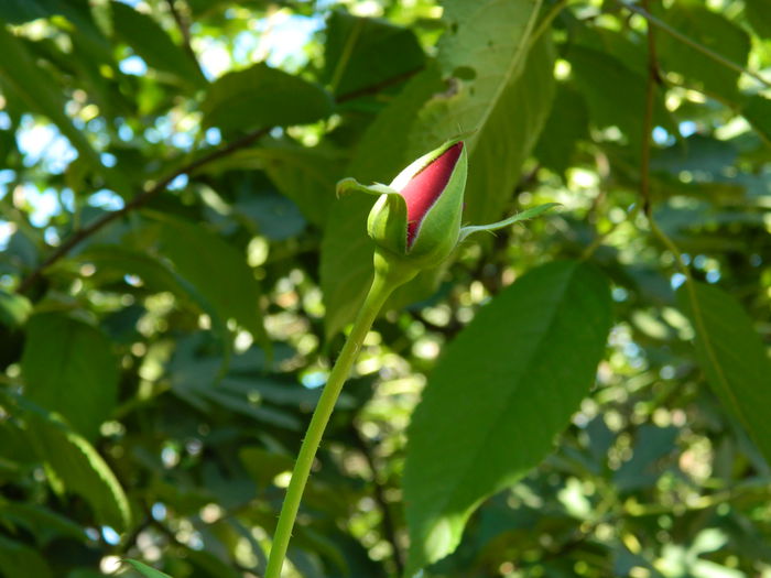 DSCN0412 - 2015_OCTOMBRIE