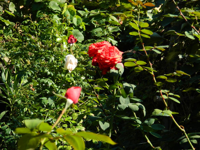 DSCN0413 - 2015_OCTOMBRIE