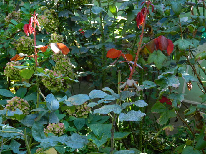 DSCN0420 - 2015_OCTOMBRIE