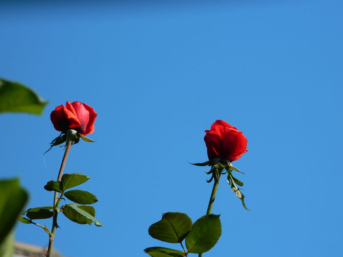 DSCN0423 - 2015_OCTOMBRIE