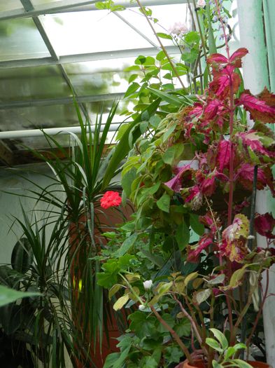 DSCN0433 - 2015_OCTOMBRIE