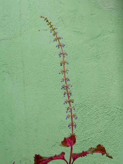 DSCN0437 - 2015_OCTOMBRIE