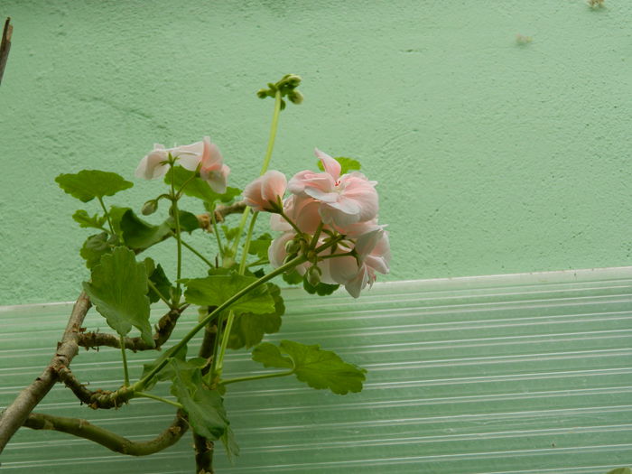 DSCN0439 - 2015_OCTOMBRIE