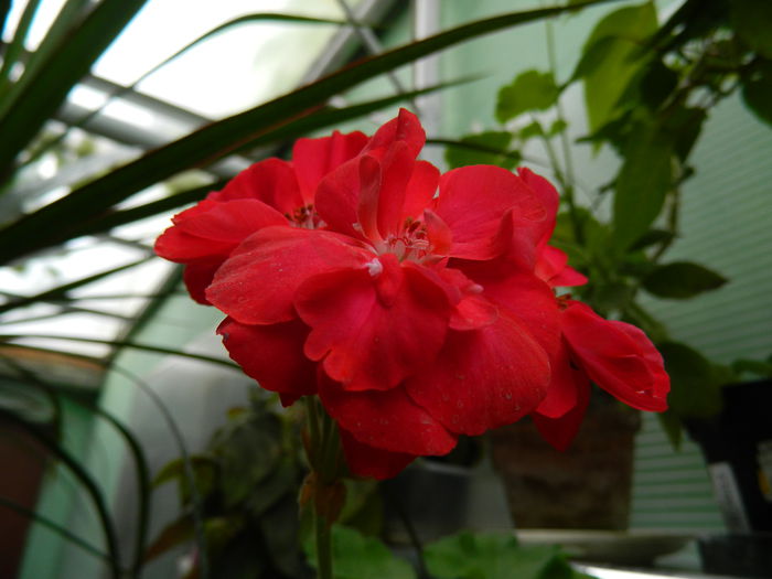 DSCN0444 - 2015_OCTOMBRIE