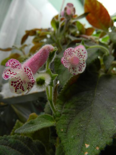 DSCN0446 - 2015_OCTOMBRIE