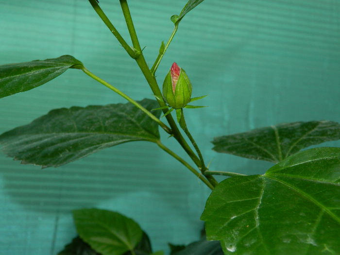 DSCN0453 - 2015_OCTOMBRIE