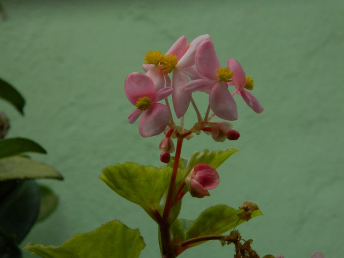 DSCN0454 - 2015_OCTOMBRIE