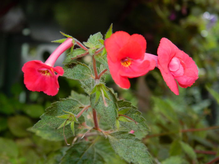 DSCN0458 - 2015_OCTOMBRIE