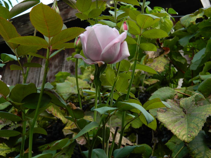 DSCN0468 - 2015_OCTOMBRIE