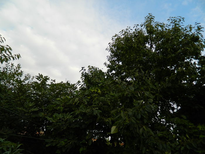 DSCN0471 - 2015_OCTOMBRIE