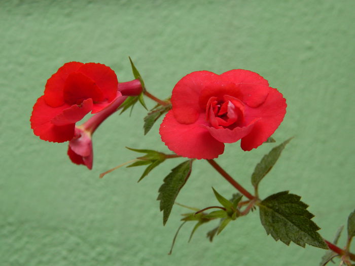 DSCN0476 - 2015_OCTOMBRIE