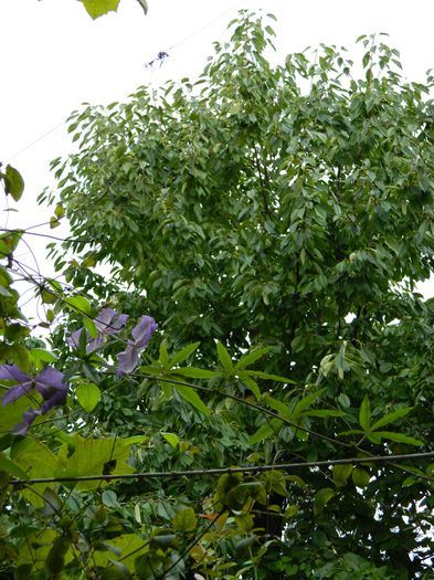 DSCN0480 - 2015_OCTOMBRIE