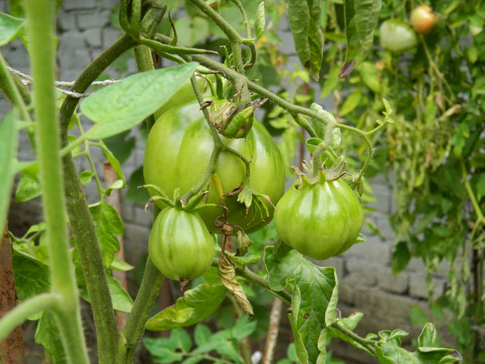 DSCN0481 - 2015_OCTOMBRIE