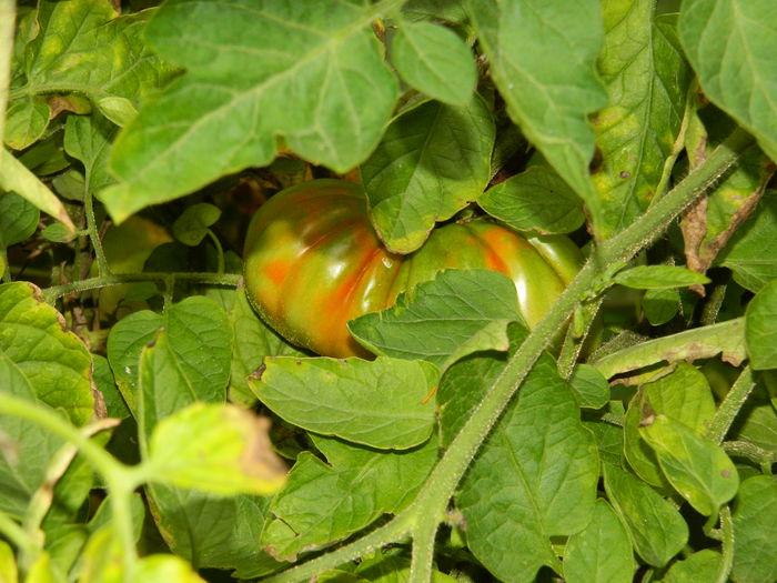 DSCN0485 - 2015_OCTOMBRIE