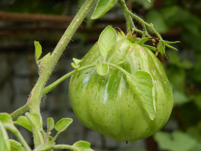 DSCN0486 - 2015_OCTOMBRIE