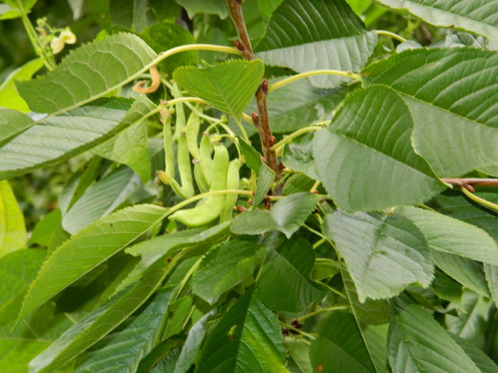 DSCN0487 - 2015_OCTOMBRIE