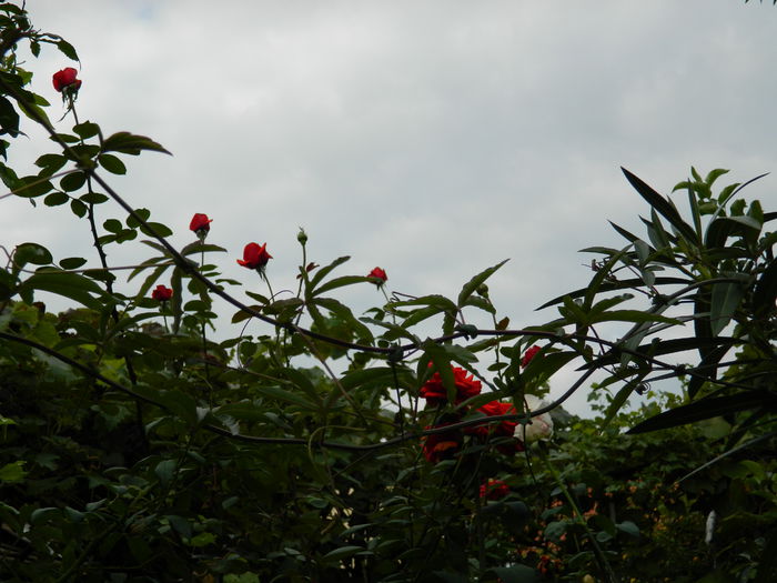 DSCN0488 - 2015_OCTOMBRIE