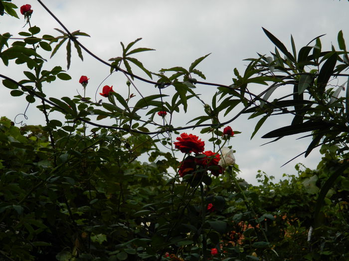 DSCN0489 - 2015_OCTOMBRIE