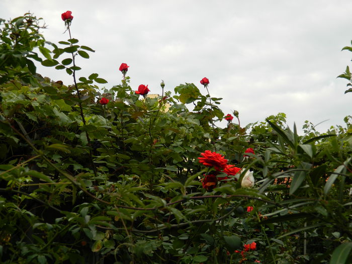 DSCN0490 - 2015_OCTOMBRIE