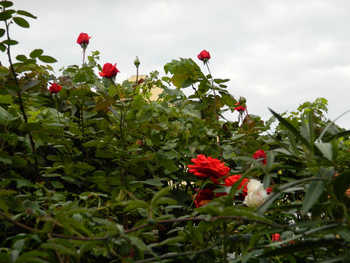 DSCN0491 - 2015_OCTOMBRIE