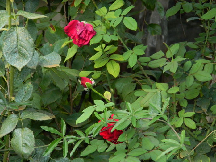 DSCN0493 - 2015_OCTOMBRIE